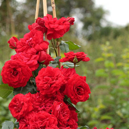 Rose - Crimson Sky