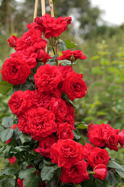 Rose - Crimson Sky