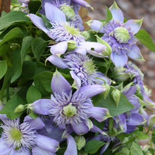 Load image into Gallery viewer, Clematis &#39;Blue Light&#39; - Soft Lavender Double Bloom
