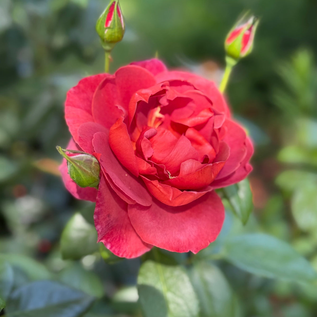 Rose - Hot Cocoa