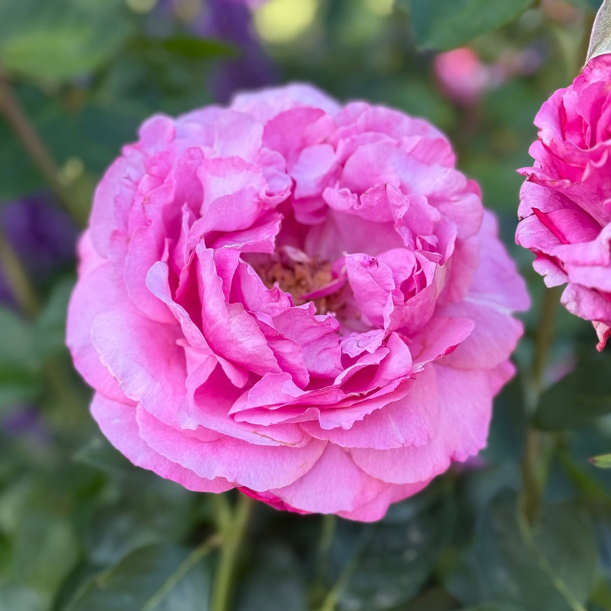 Rose - Yves Piaget