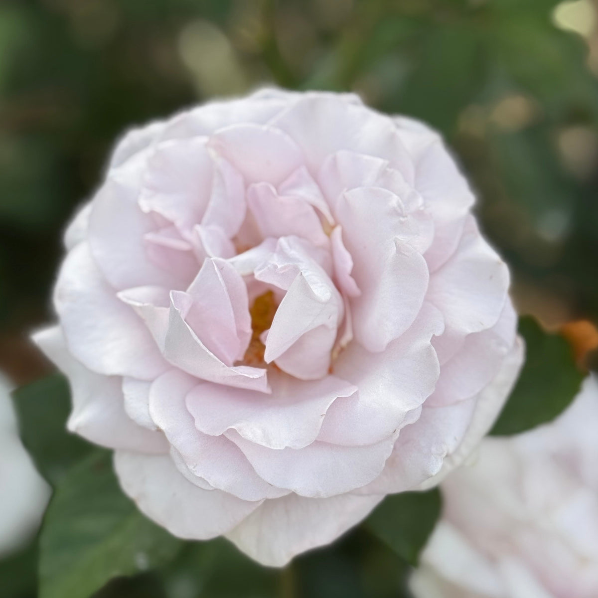 Rose - Stainless Steel