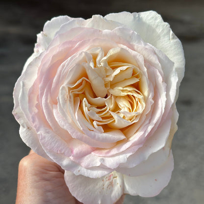 Rose - Top Cream