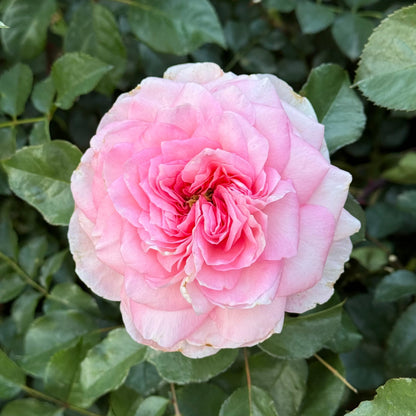 Rose - Sunbelt Savannah