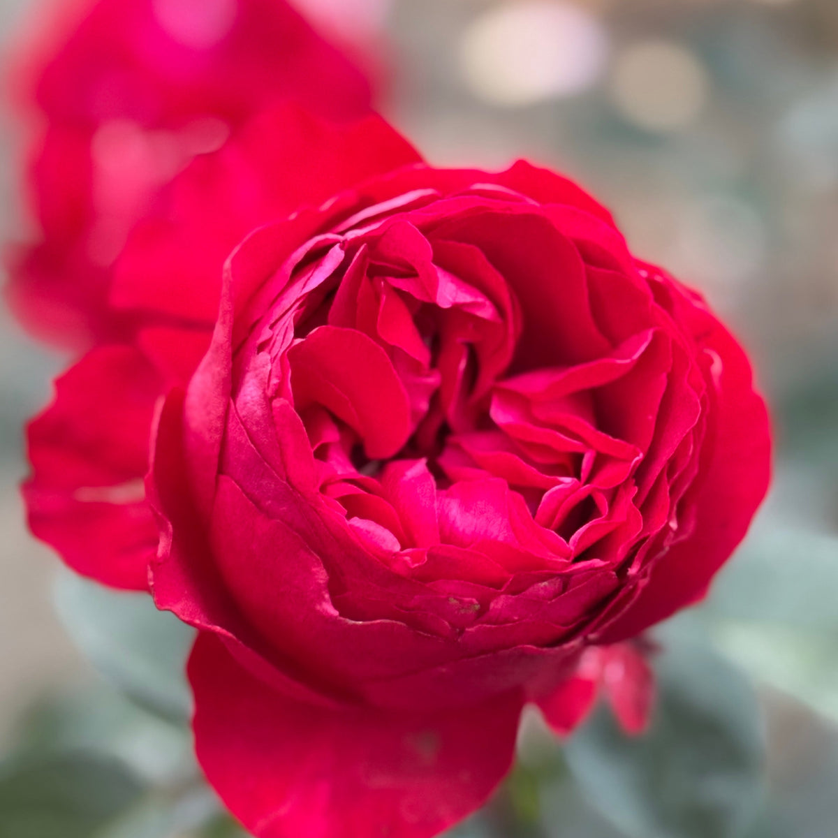 Rose - Tiamo