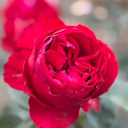 Rose - Tiamo