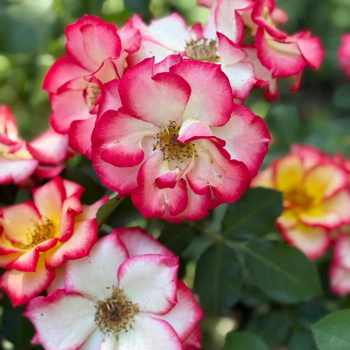 Rose - Betty Boop