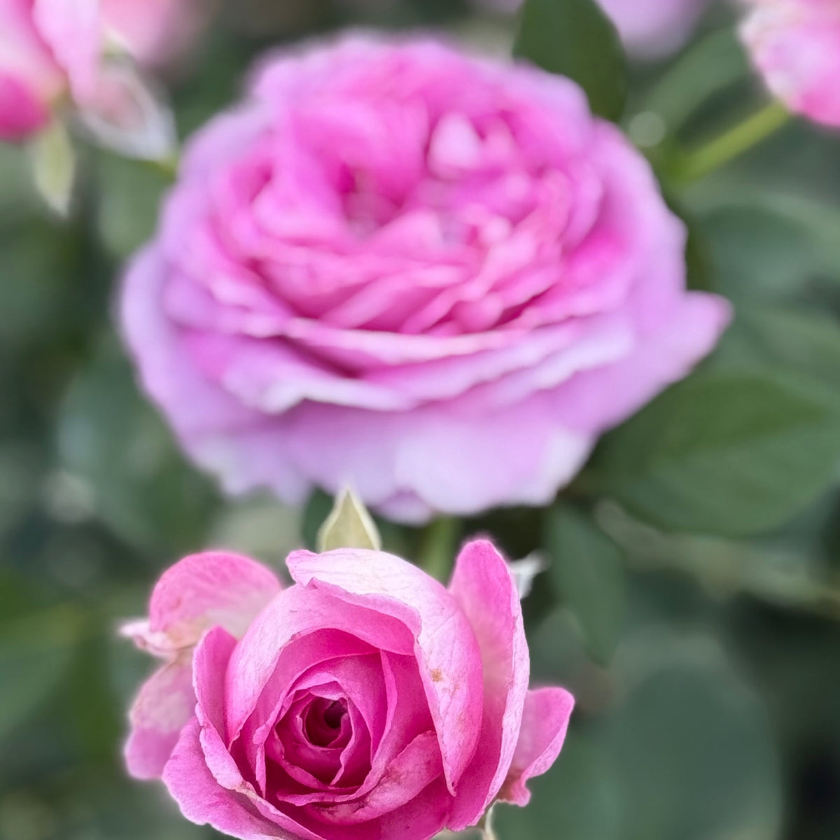 Rose - Raspberry Cupcake