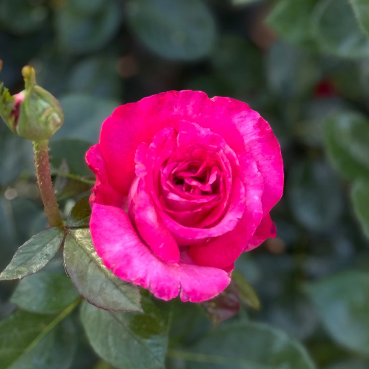Rose - Big Momma