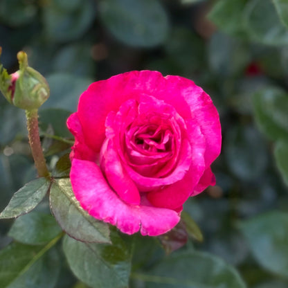 Rose - Big Momma