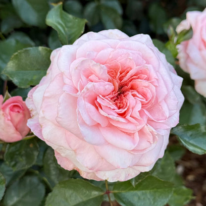 Rose - Sunbelt Savannah