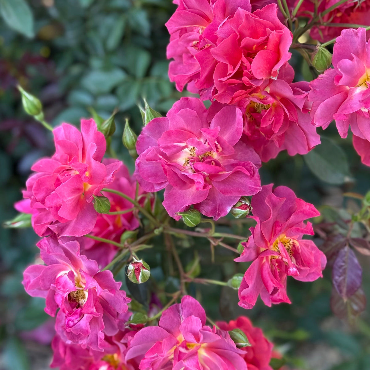 Rose - Cinco de Mayo