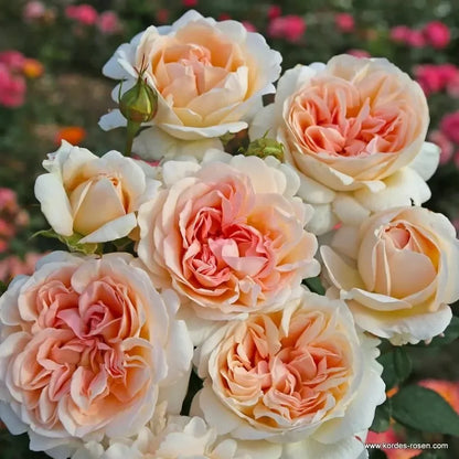 Rose - Parfuma Sunrise (a.k.a. Sespe Sunrise)