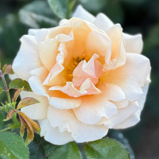 Rose - St Tropez