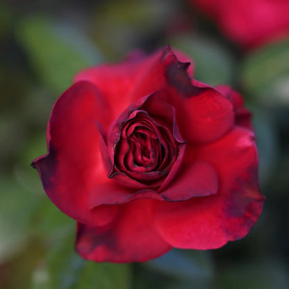 Rose - Monsieur