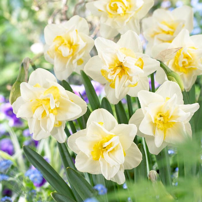 Daffodil - White Lion