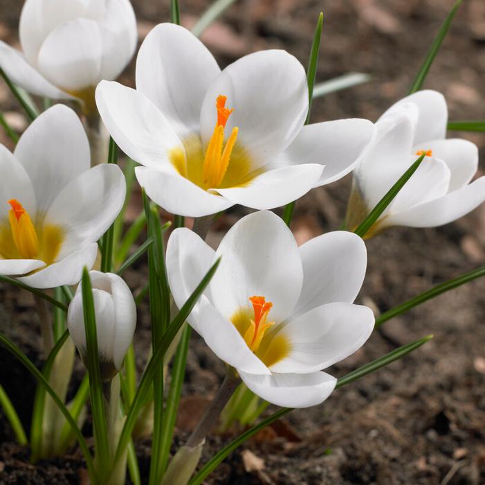 Crocus - Ard Schenk