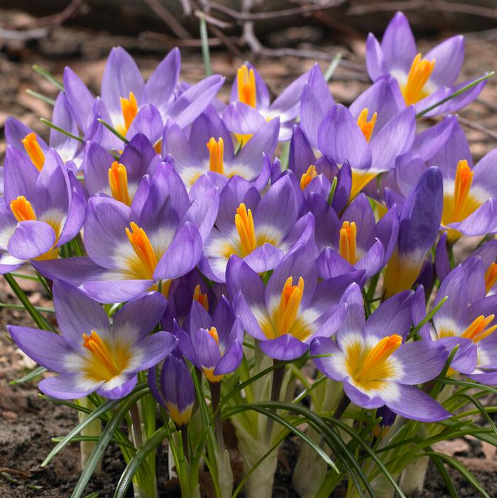 Crocus - Tricolor