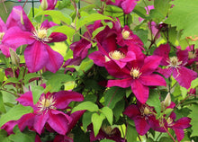 Load image into Gallery viewer, Clematis &#39;Red Marker&#39; - Ernest Markham
