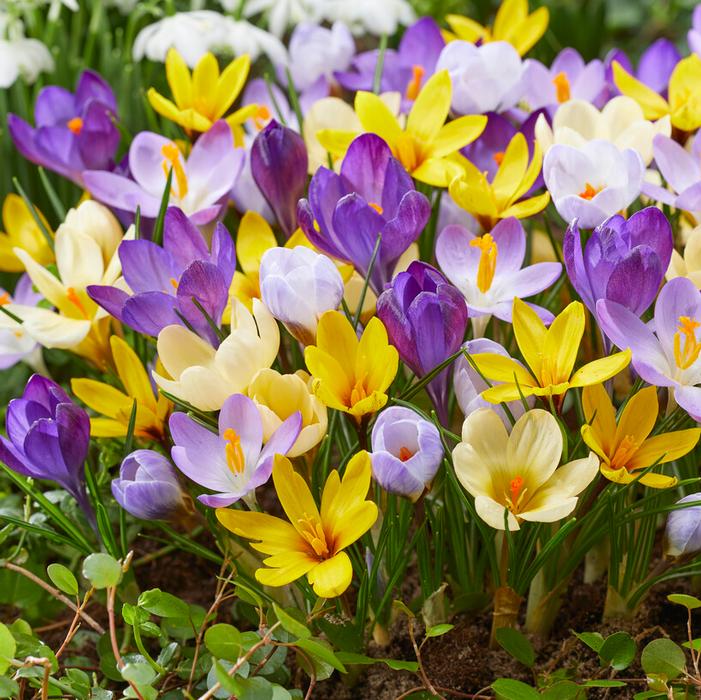 Crocus - Botanical Mixture