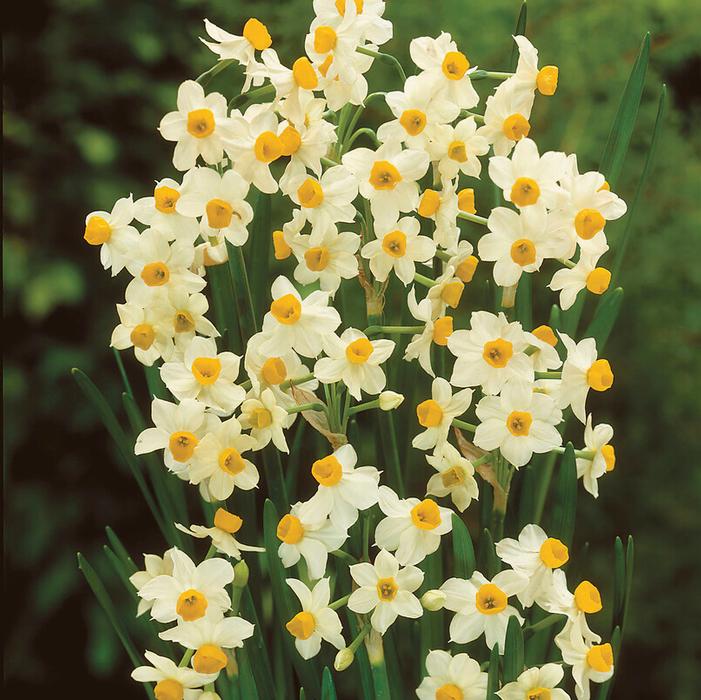 Daffodil - Paperwhite Chinese Sacred Lily