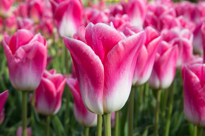 Tulip - Dynasty