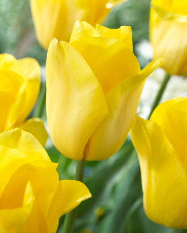 Tulip - Strong Gold
