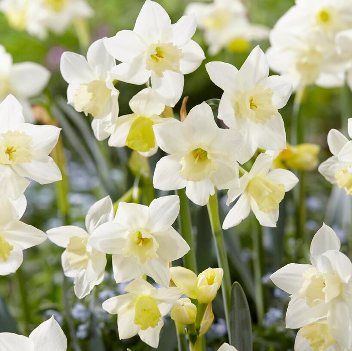Daffodil - Pueblo