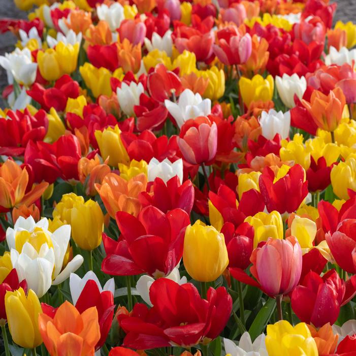 Tulip - Emperor Mix