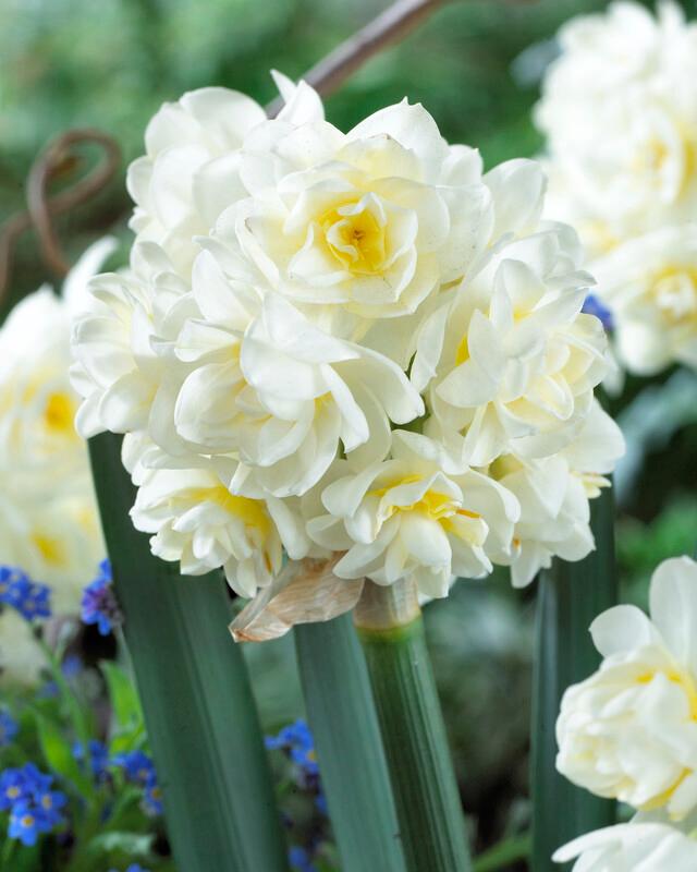 Daffodil - Erlicheer