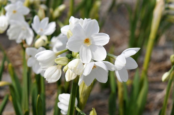 Daffodil - Paperwhite Nir