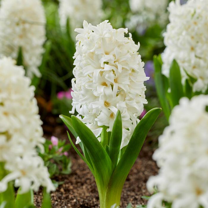 Hyacinth - White Pearl