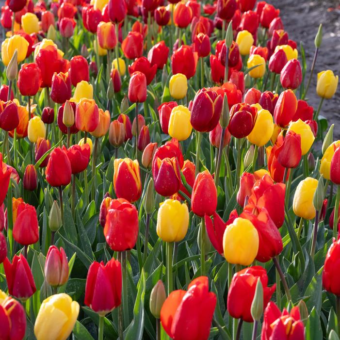 Tulip - Fire Glow Mix