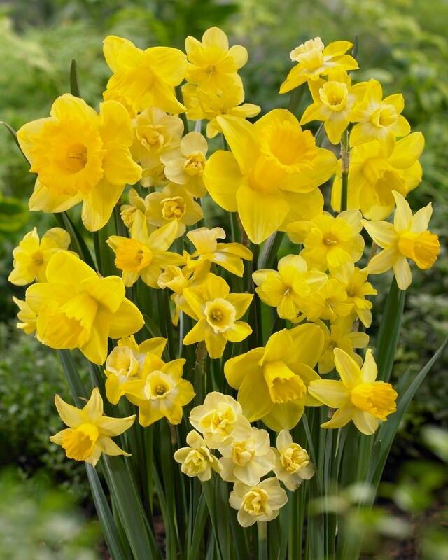 Daffodil - Amsterdam Mixture