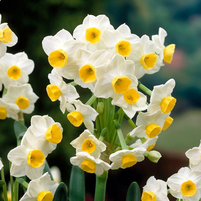 Daffodil - Paperwhite Wintersun