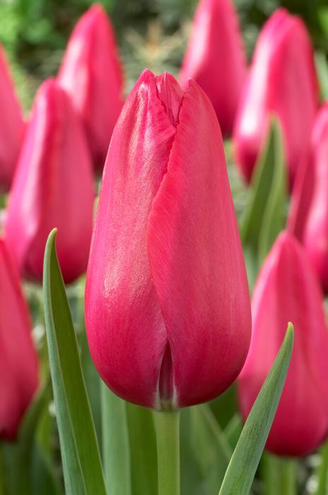 Tulip - Sunset Tropical