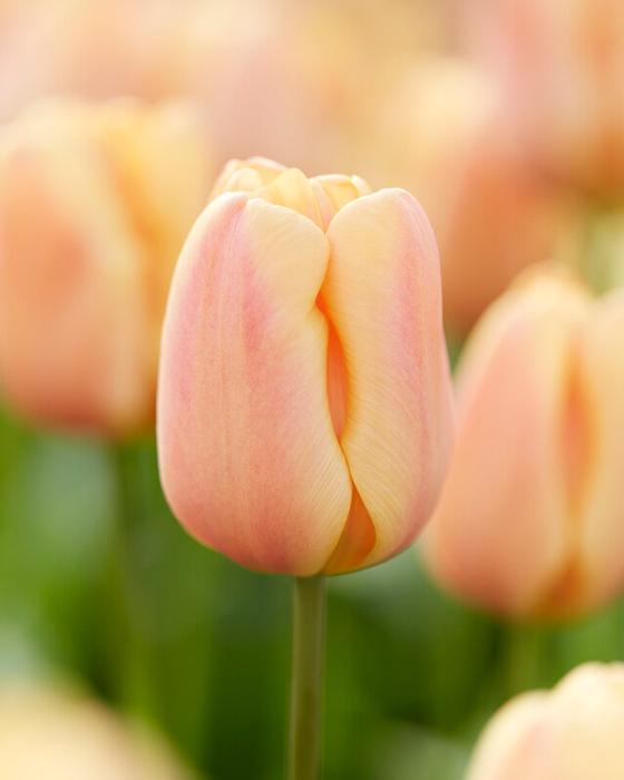 Tulip - Apricot Foxx