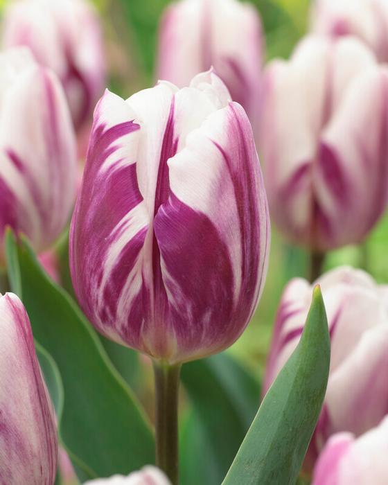 Tulip - Flaming Flag