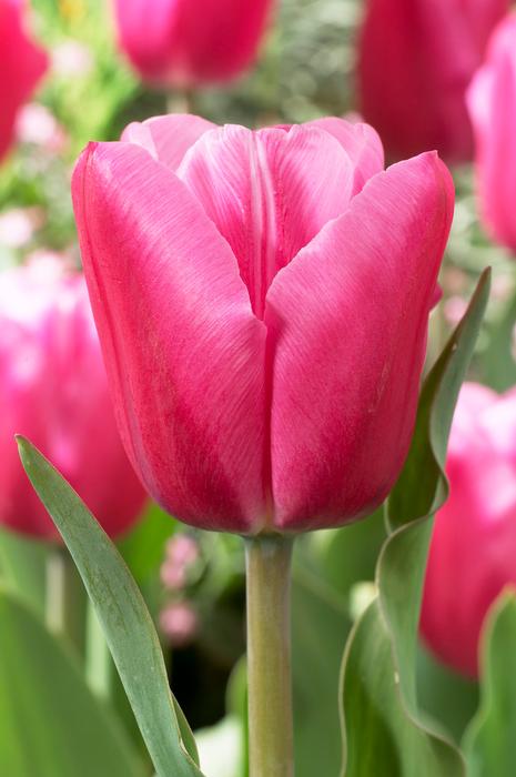 Tulip - Jumbo Pink