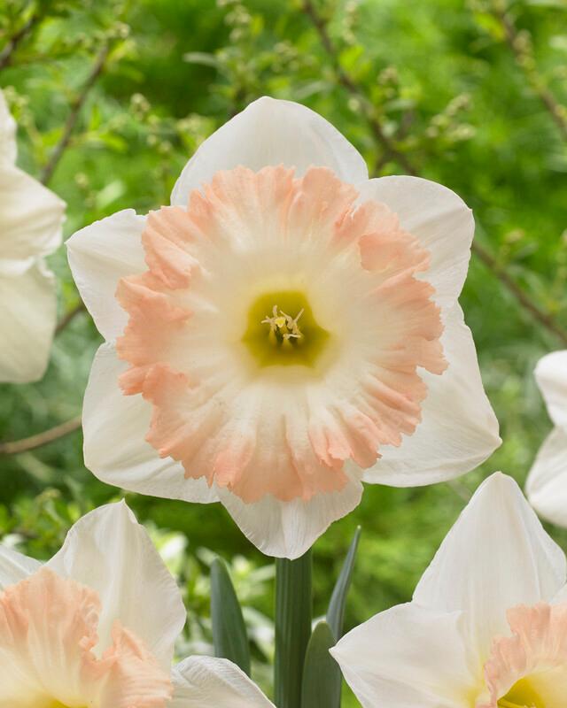 Daffodil - British Gamble