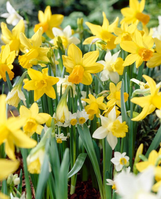 Daffodil - Botanical Mixture