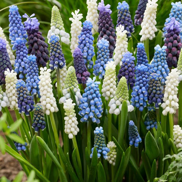 Grape Hyacinth - Mixture