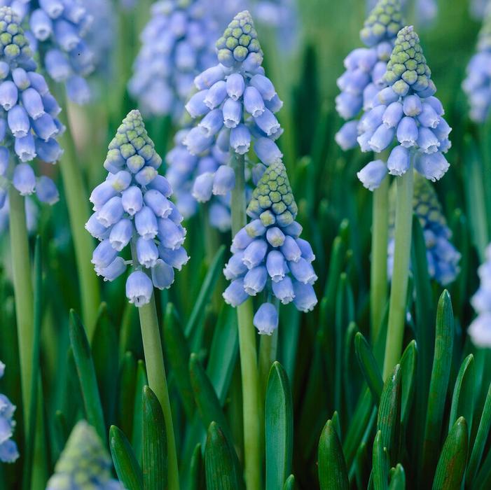 Grape Hyacinth - Atlantic