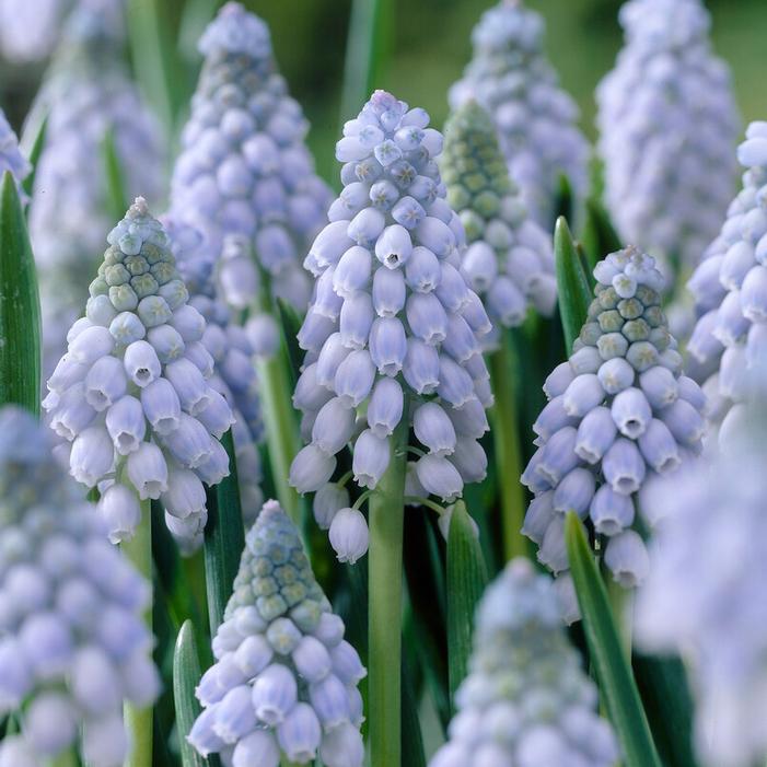 Grape Hyacinth - Valerie Finnis