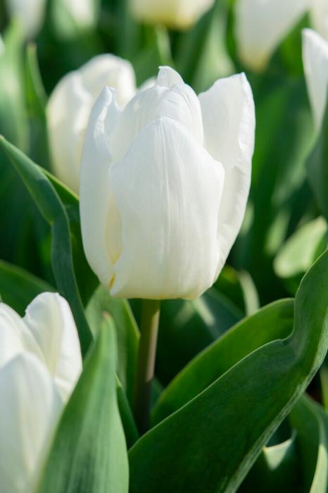 Tulip - Northcap