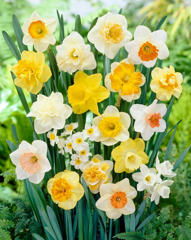 Daffodil - Large Flowering Mixture