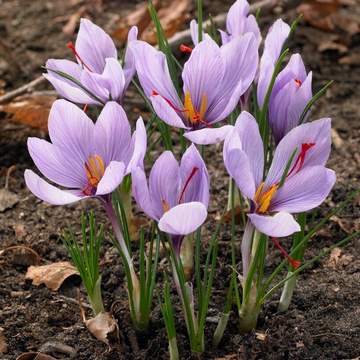 Saffron Crocus