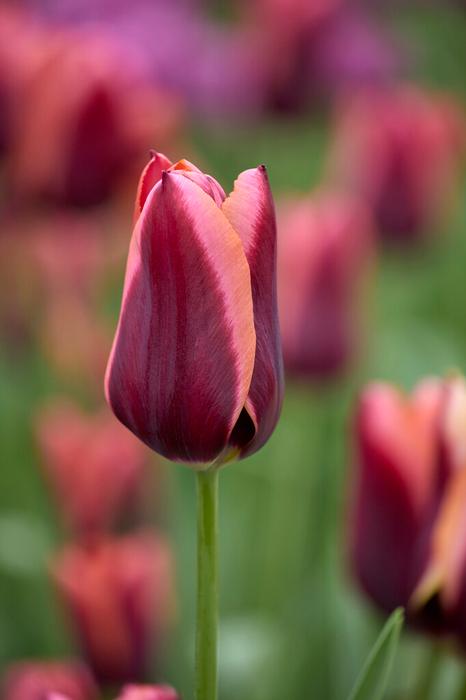 Tulip - Slawa
