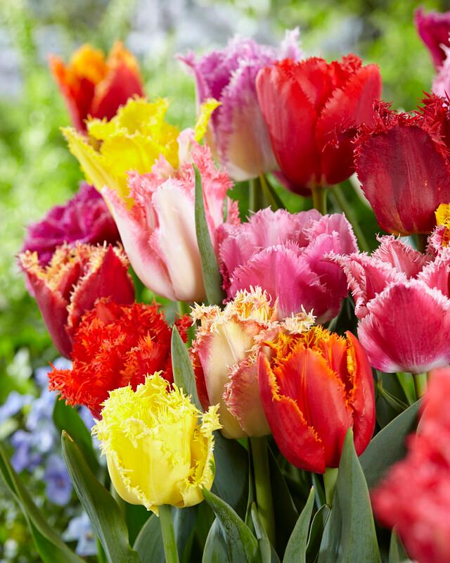 Tulip - Fringed Mix