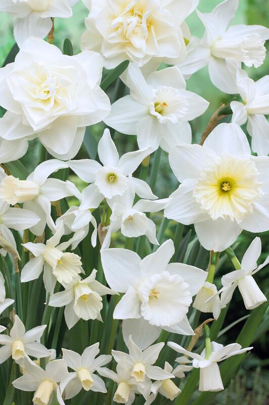 Daffodil - Holland Mixture